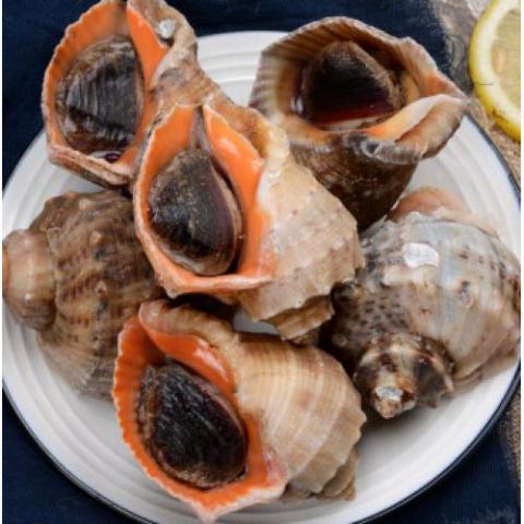 青島鮮活大海螺 500g 大號海螺中號海螺小海螺特大海螺鮮活發貨海螺肉足 小海螺8-10只500g